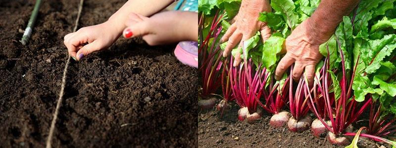 sowing beets before winter