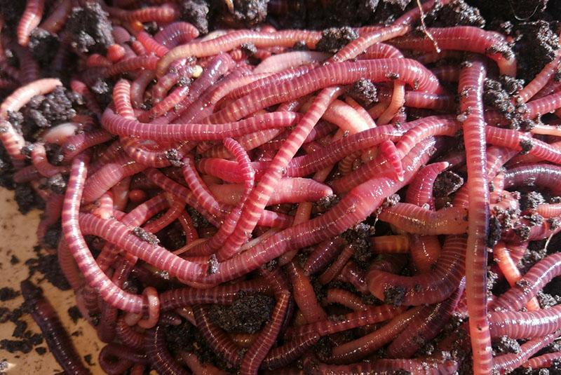 unprätentiöse kalifornische Würmer, um die man sich kümmern muss
