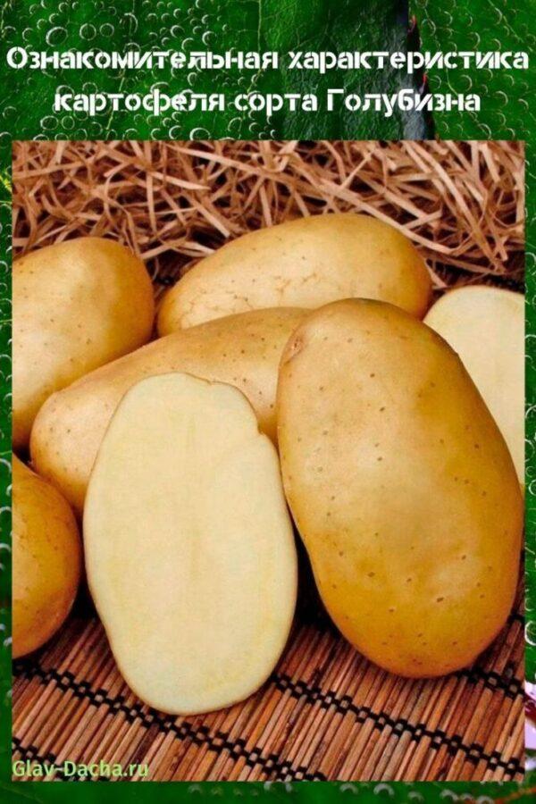 katangian ng asul na patatas