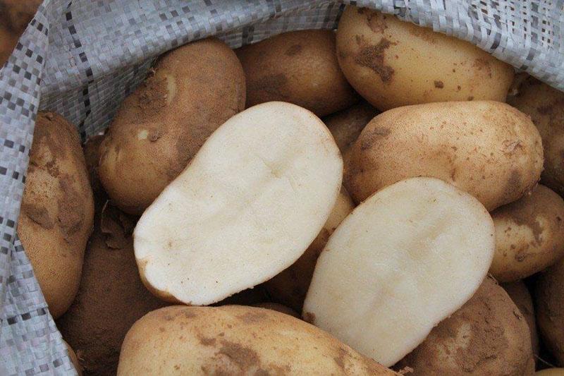 tuberculi tăiați de cartofi