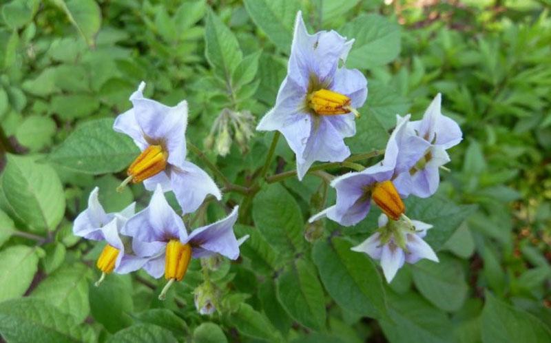 blommande potatis blå