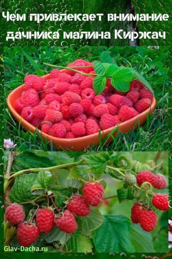 raspberry pertengahan musim Kirzhach