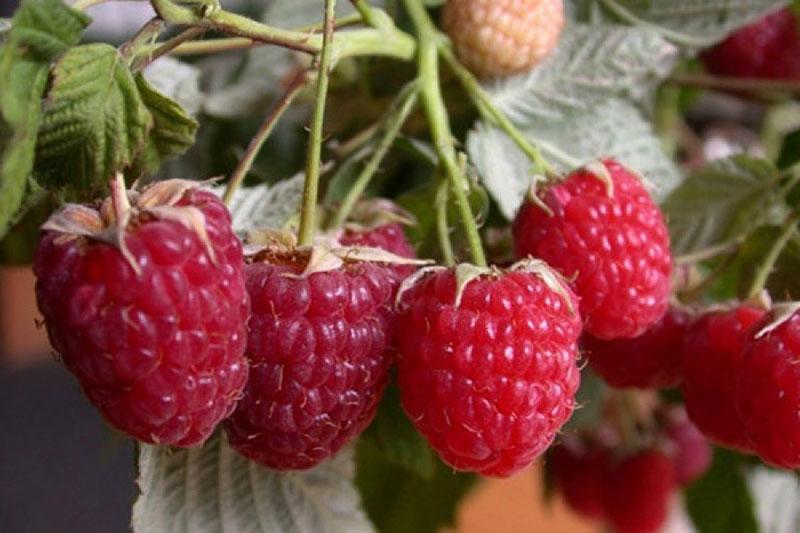 periode med frugtbær hindbær kirzhach