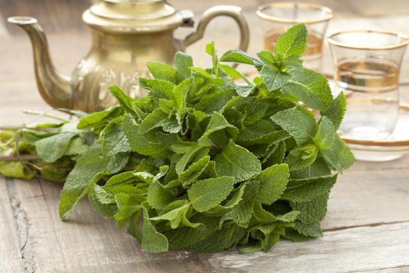 peppermint beneficial properties and contraindications