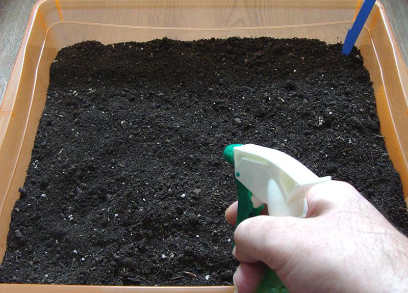 дезинфекция на почвата преди сеитба на семена