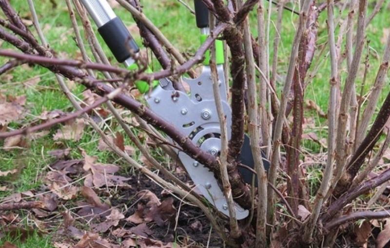 timing of autumn currant pruning