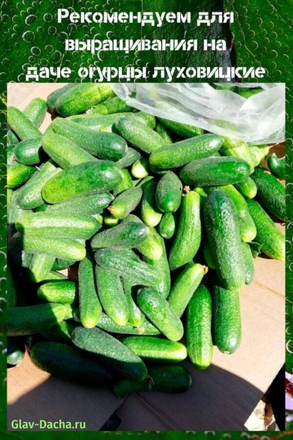 cucumbers lukhovitsky
