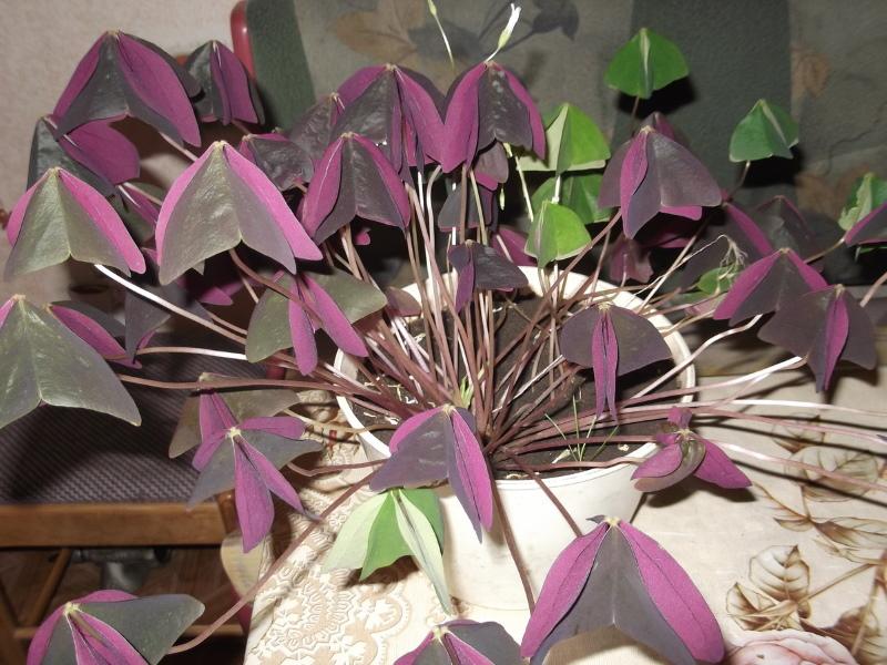 oxalis with closed leaves
