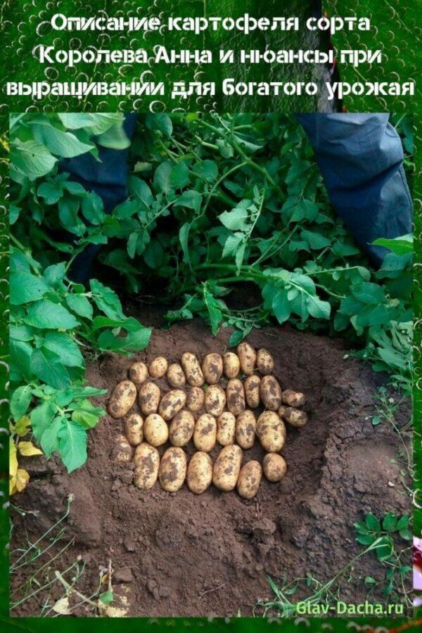 descrizione della varietà di patate Koroleva Anna
