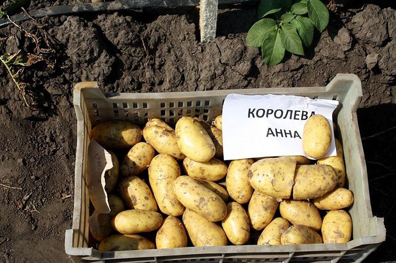 hybridní odrůda brambor