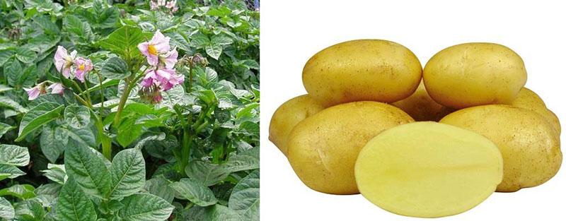 aardappelen in bloei koningin Anna