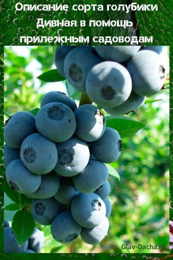 description of the blueberry variety wondrous