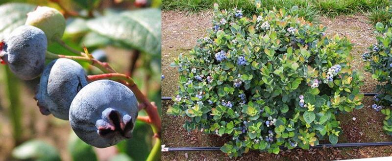 fruktende blåbærvarianter vidunderlige
