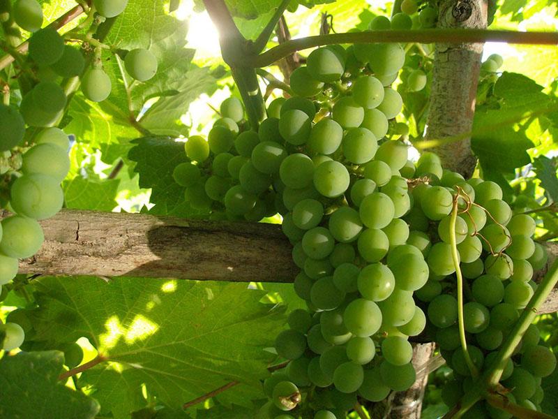 early maturing grape variety elegant