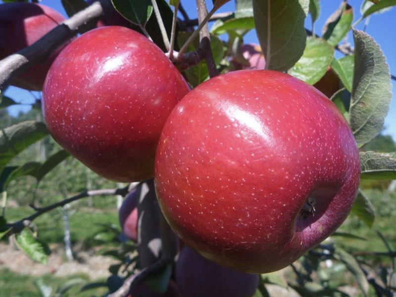 écran de variété de pomme hybride