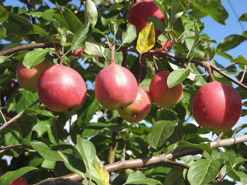Ανθεκτική στον παγετό ποικιλία μήλων