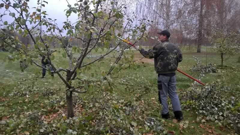 mùa thu cắt tỉa cây táo