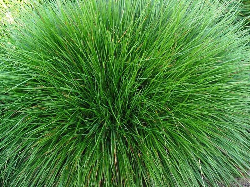 growing red fescue