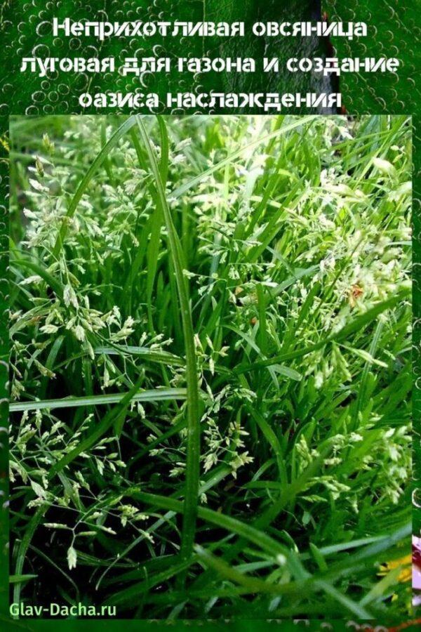 fescue padang rumput untuk rumput