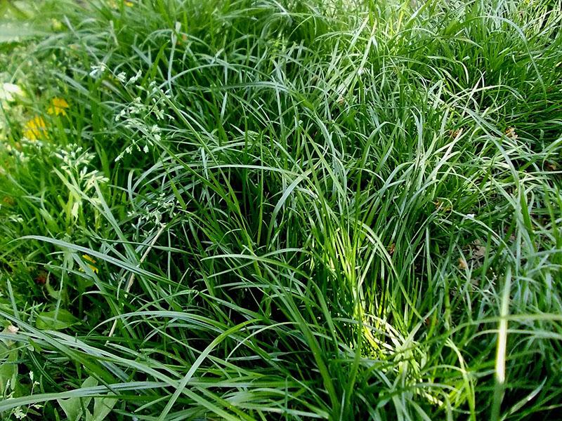 features of meadow fescue
