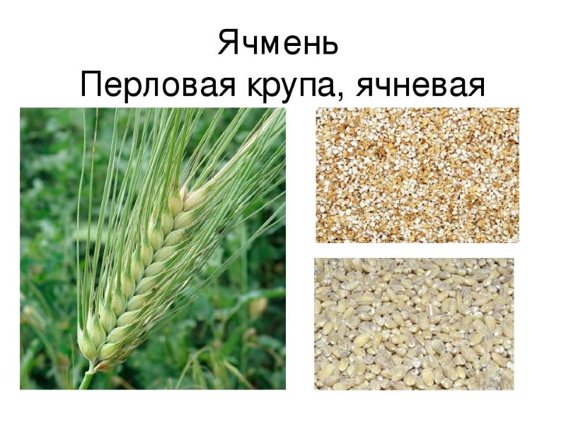 barley barley