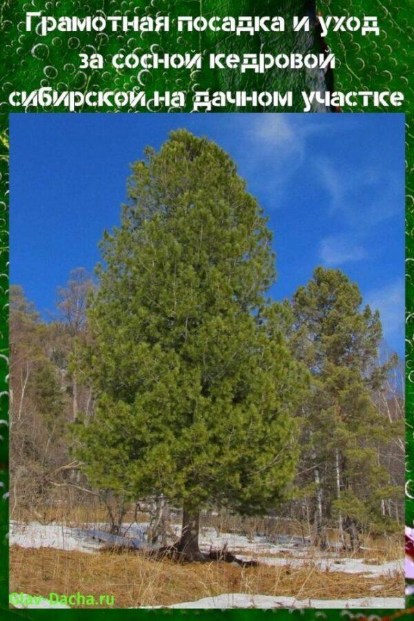 plantar y cuidar el pino de cedro siberiano