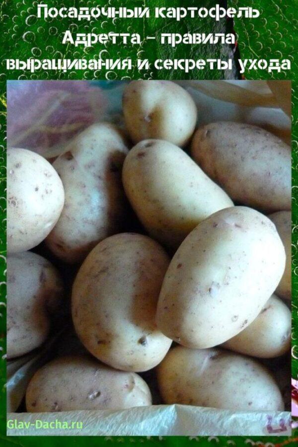 plantation de pommes de terre adretta