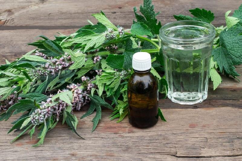 motherwort herb benefits and harms