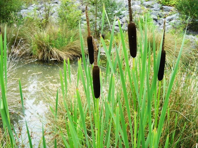 plant cattail on the pond