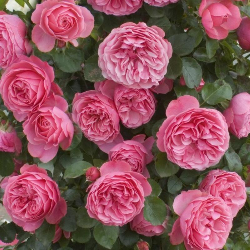 Rose Leonardo da Vinci Enzyklopädie der Rosen