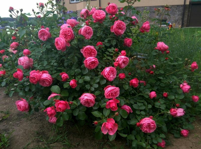 rose bush leonardo da vinci