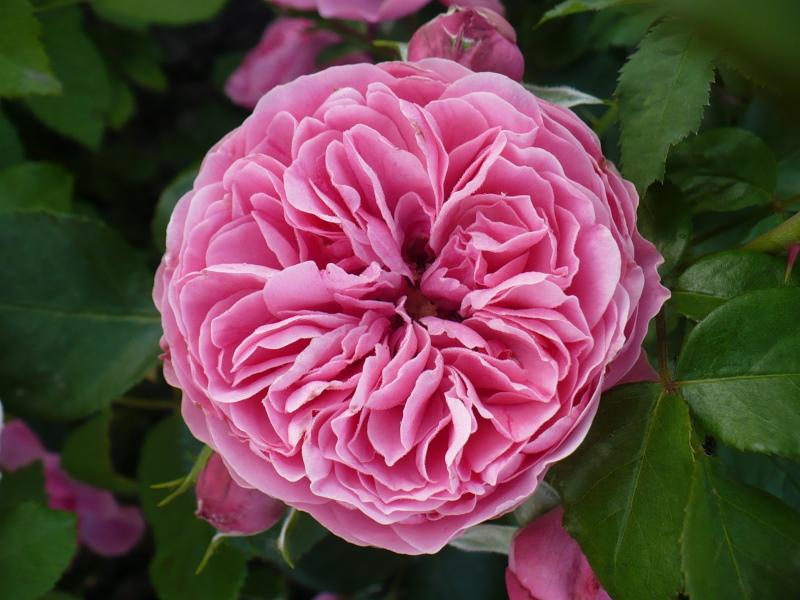 rose flower leonardo da vinci