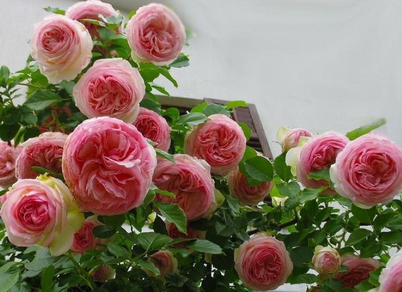 fotografie și descriere trandafir pierre de ronsard