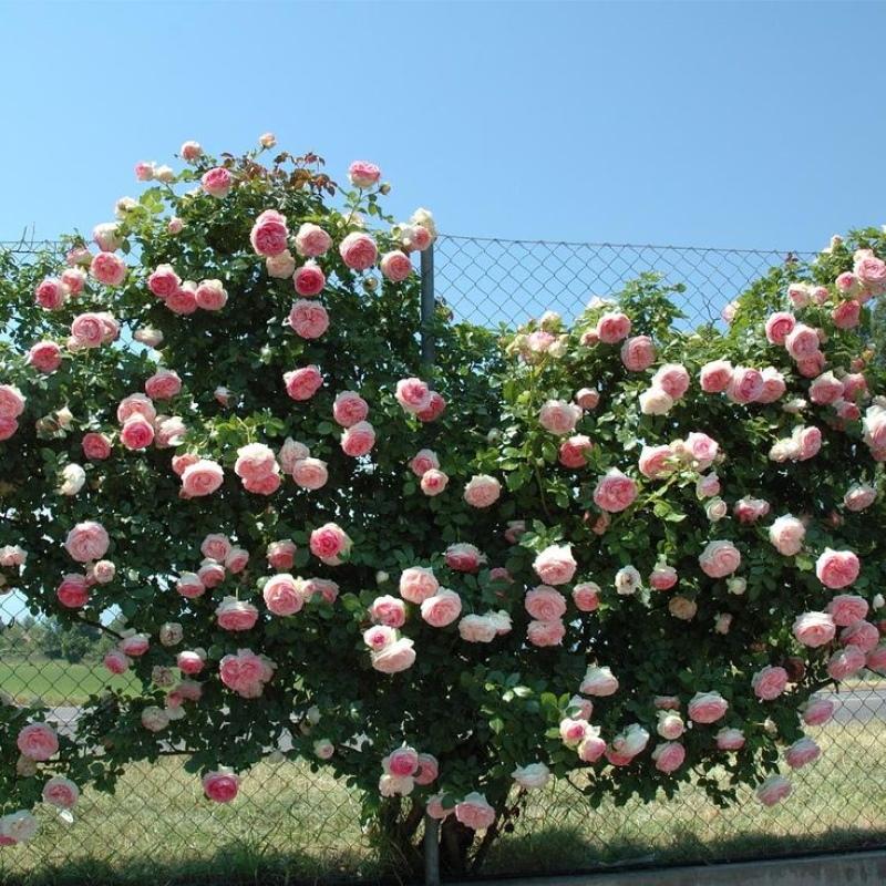 krzew róży pierre de ronsard