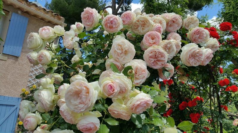 růže květ Pierre de Ronsard