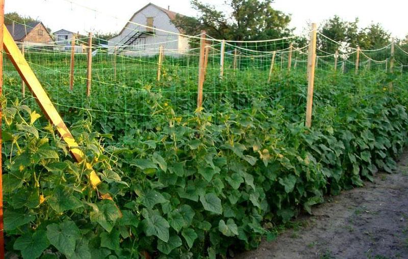 trellis net for cucumbers