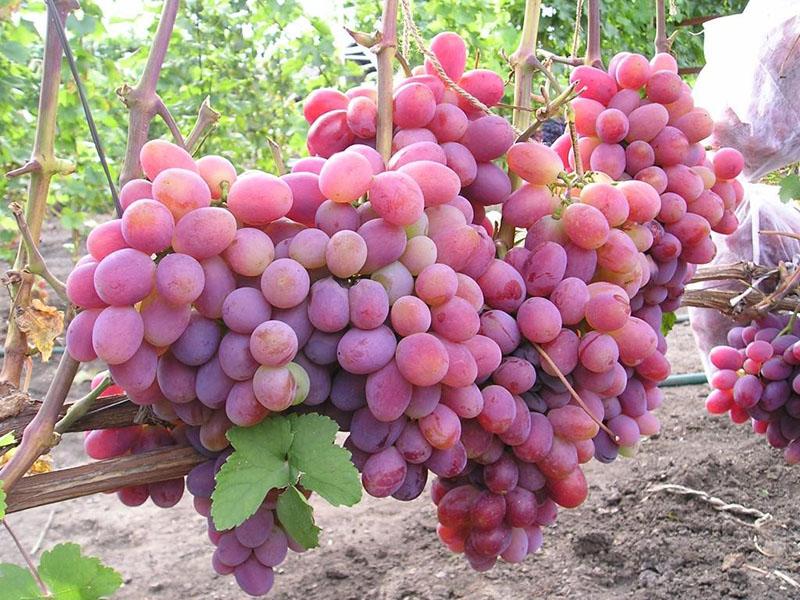 anggur merah jambu hibrid dalam ingatan pakar bedah