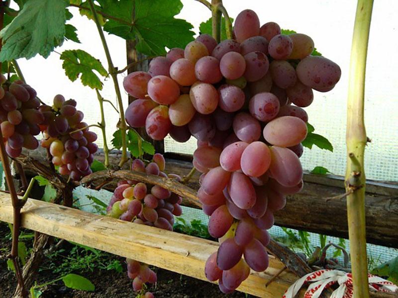 dojrzewa winogrona