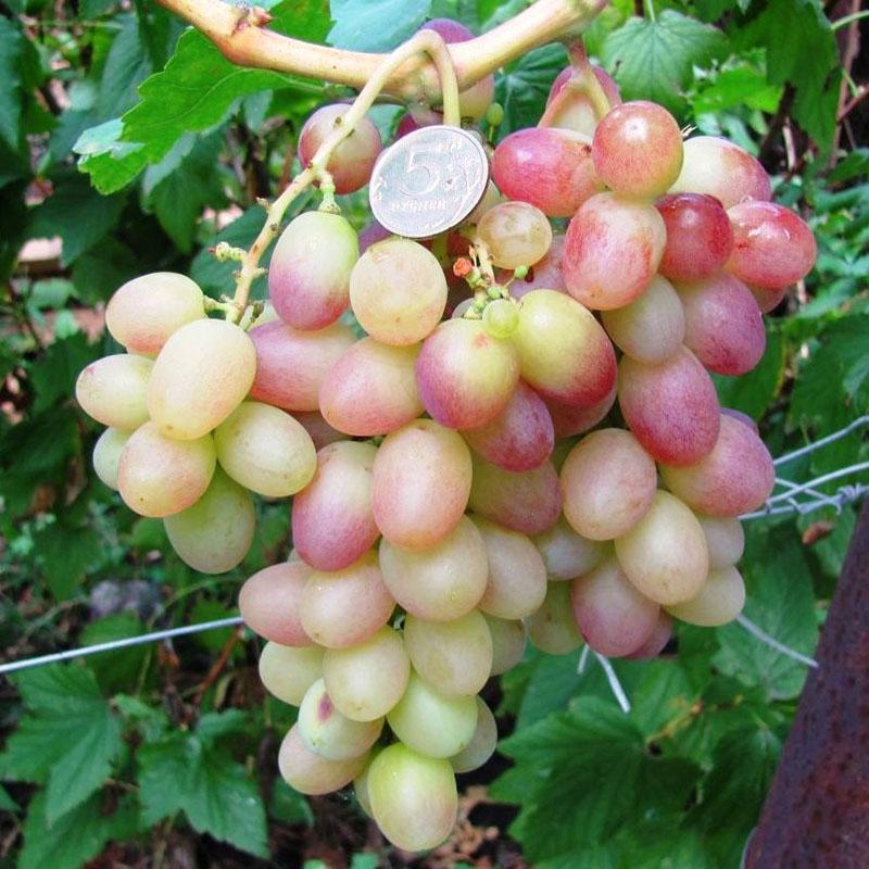 хибриден сорт грозде Tason