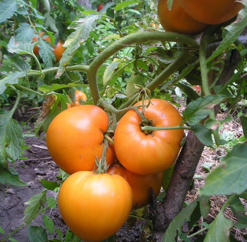 Tomate Honey Spas Commentaires photo