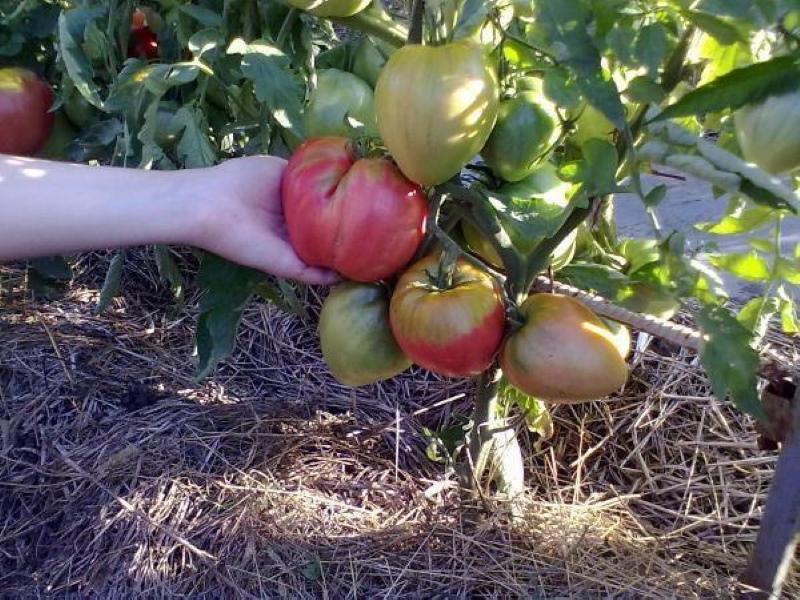edle Tomate, die gepflanzt hat