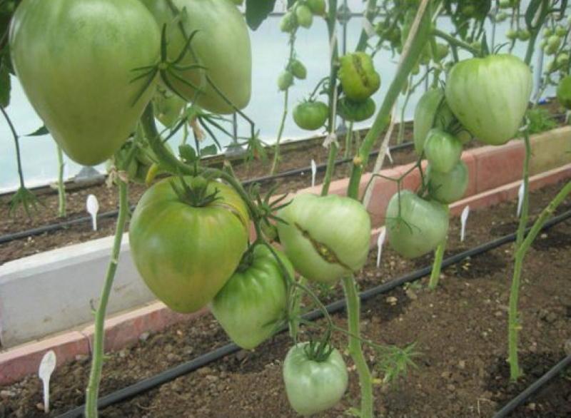 Tomatenbusch edel