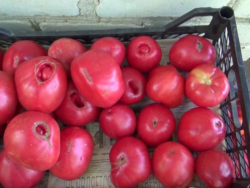محصول الطماطم نبيل