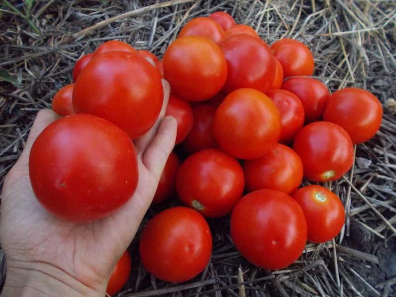 Yamal domatesinin özellikleri ve çeşidin tanımı