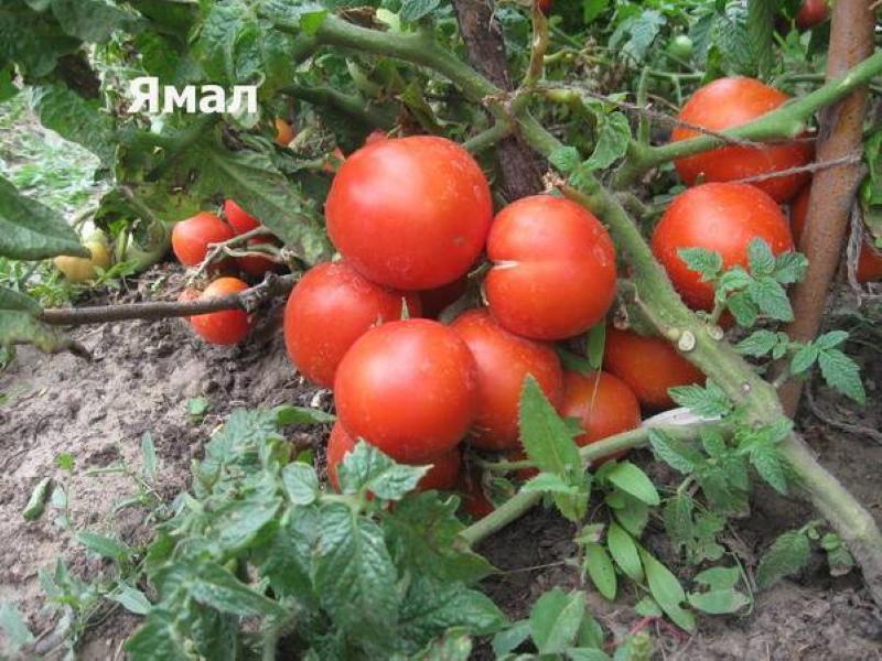 Yamal tomatbuske