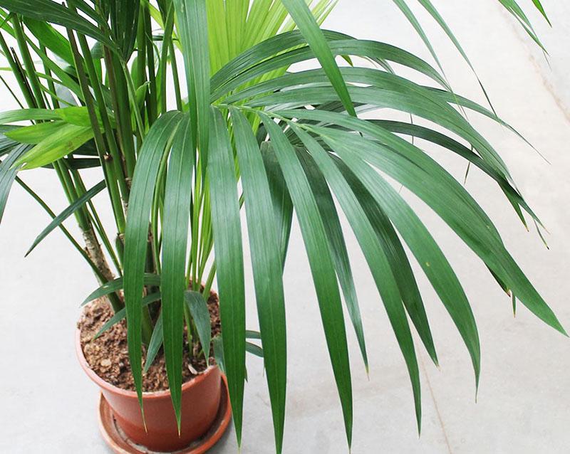 палмово растение