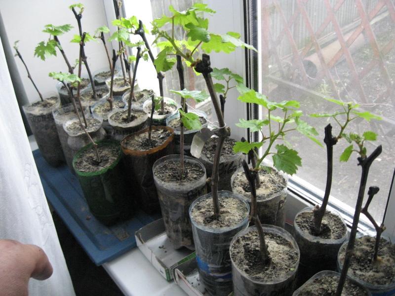 druiven van stekken planten en verzorgen