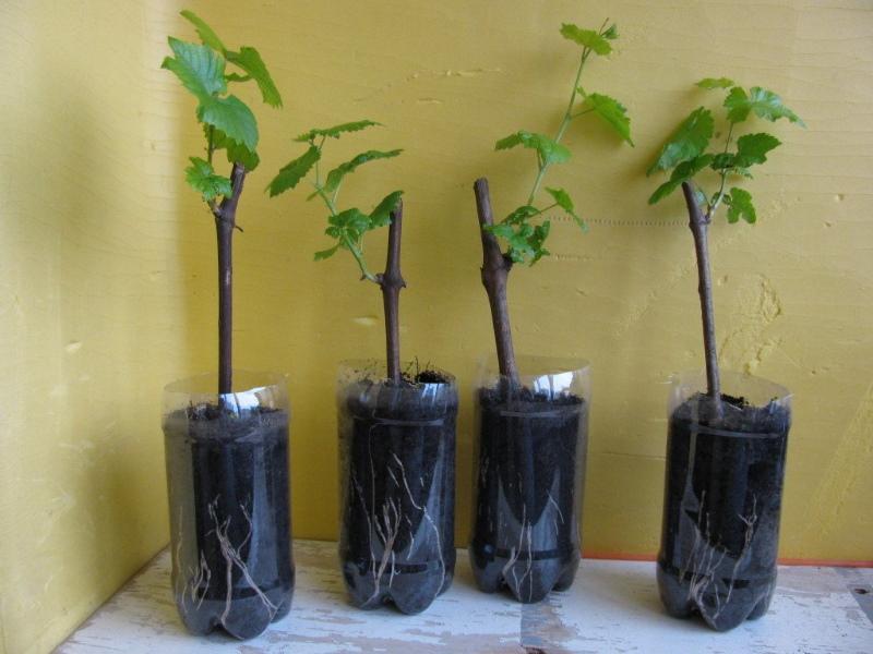 rooting grape cuttings in the soil
