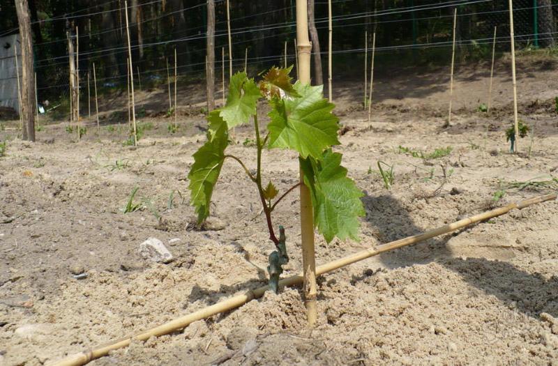 vynuogės iš auginių sodinimo ir priežiūros pasodinus