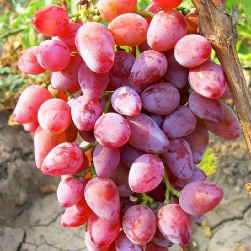 foto descrizione varietà rumba uva